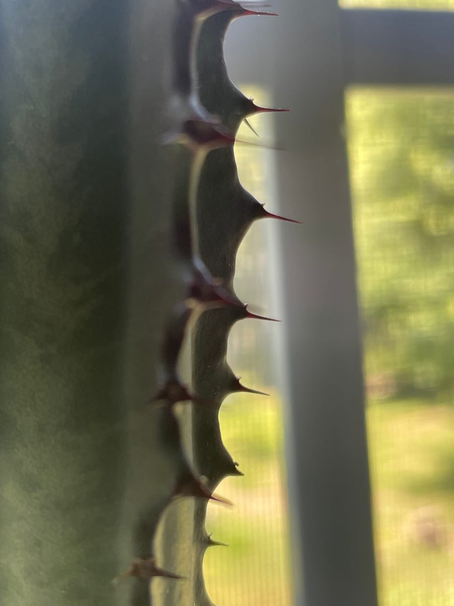 African Milk Tree 2