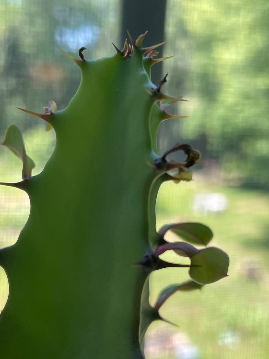 African Milk Tree 2