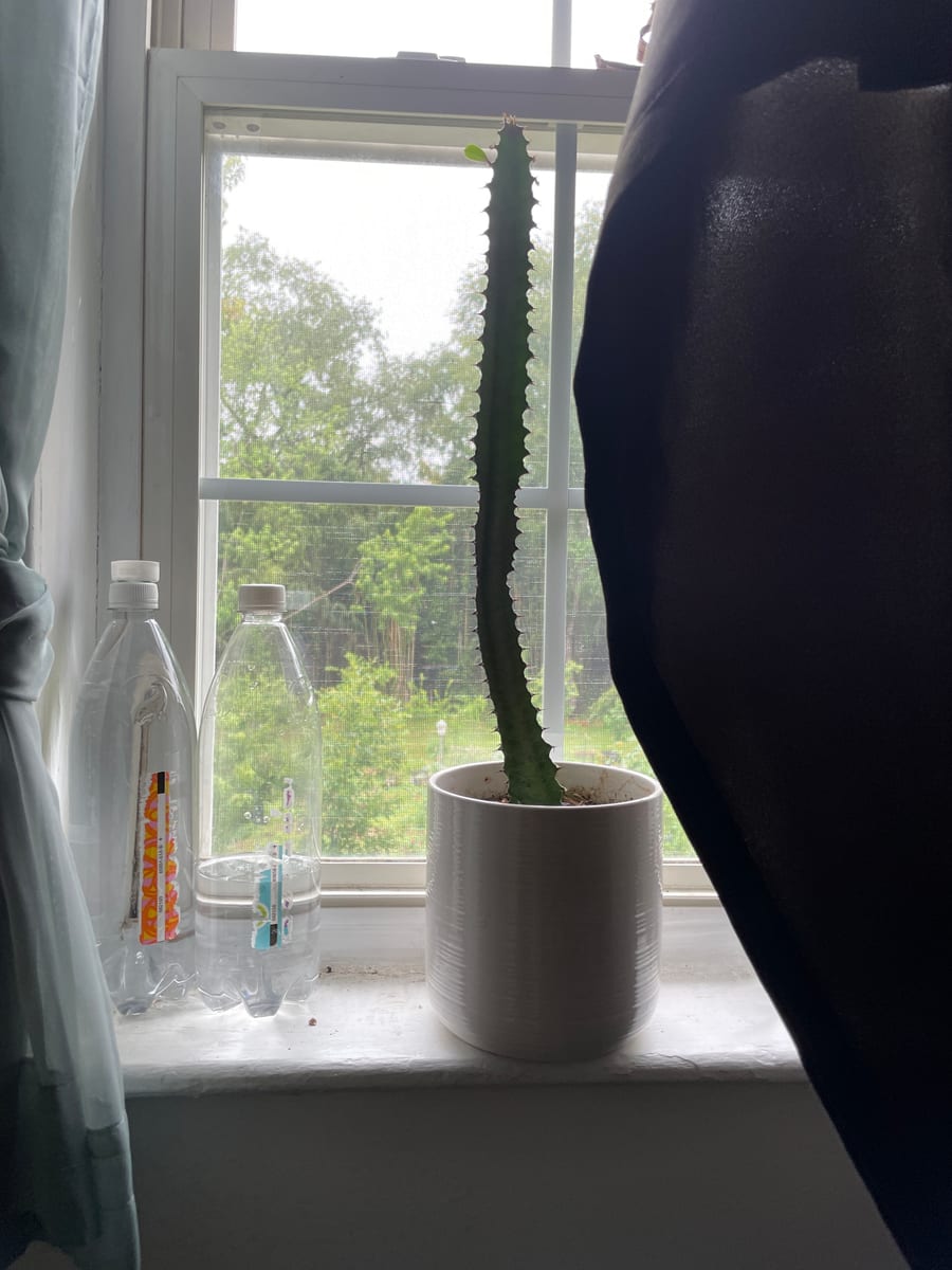 African Milk Tree 2