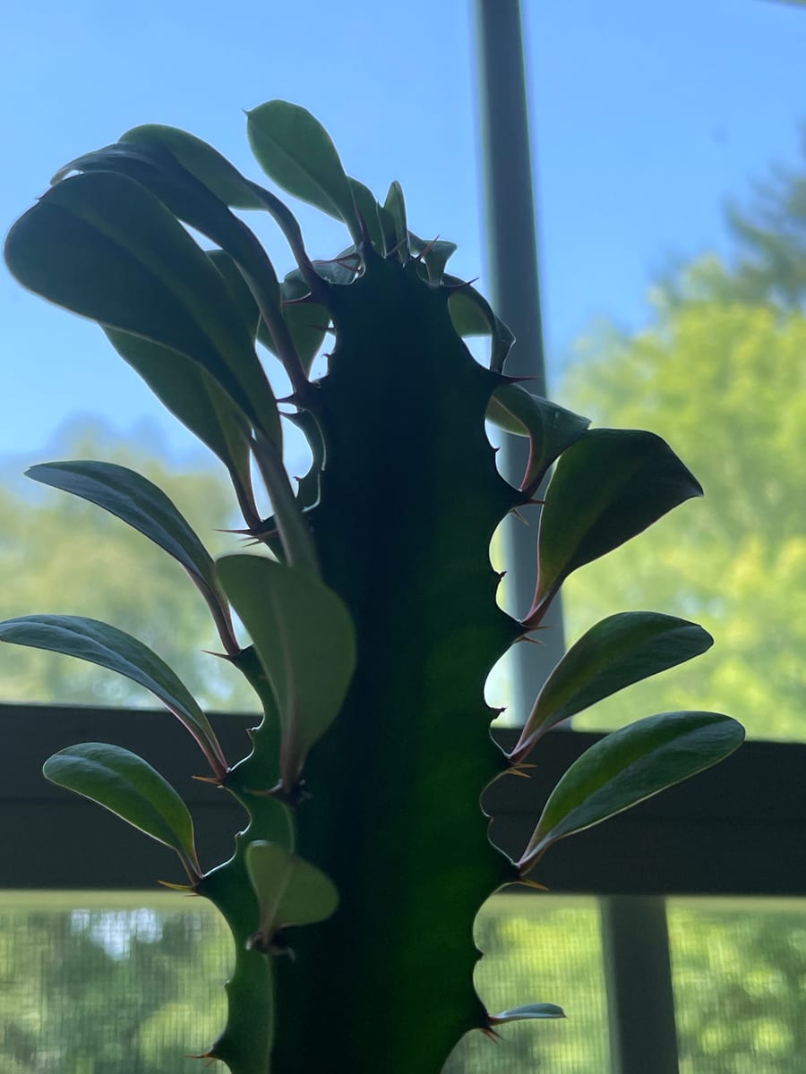 African Milk Tree 2