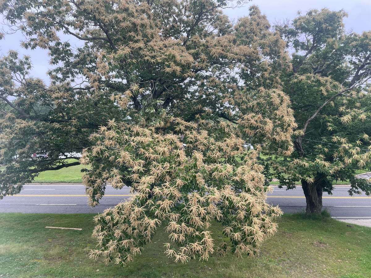Chestnut Tree 1