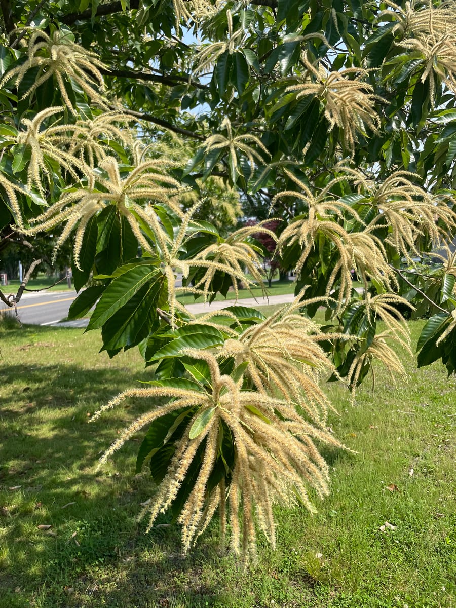 Chestnut Tree 1