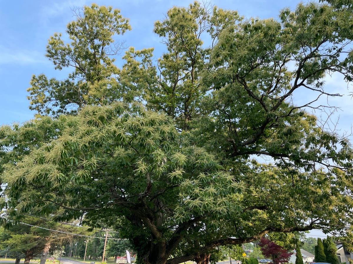 Chestnut Tree 1