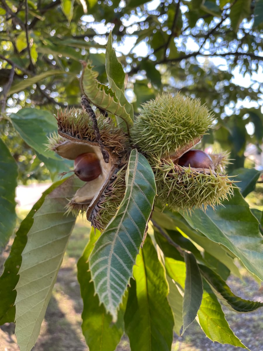 Chestnut Tree 1