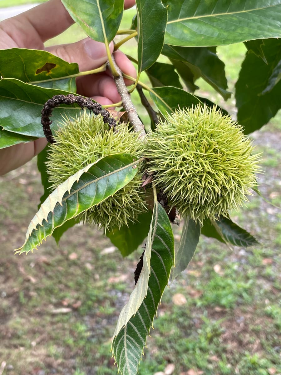 Chestnut Tree 1