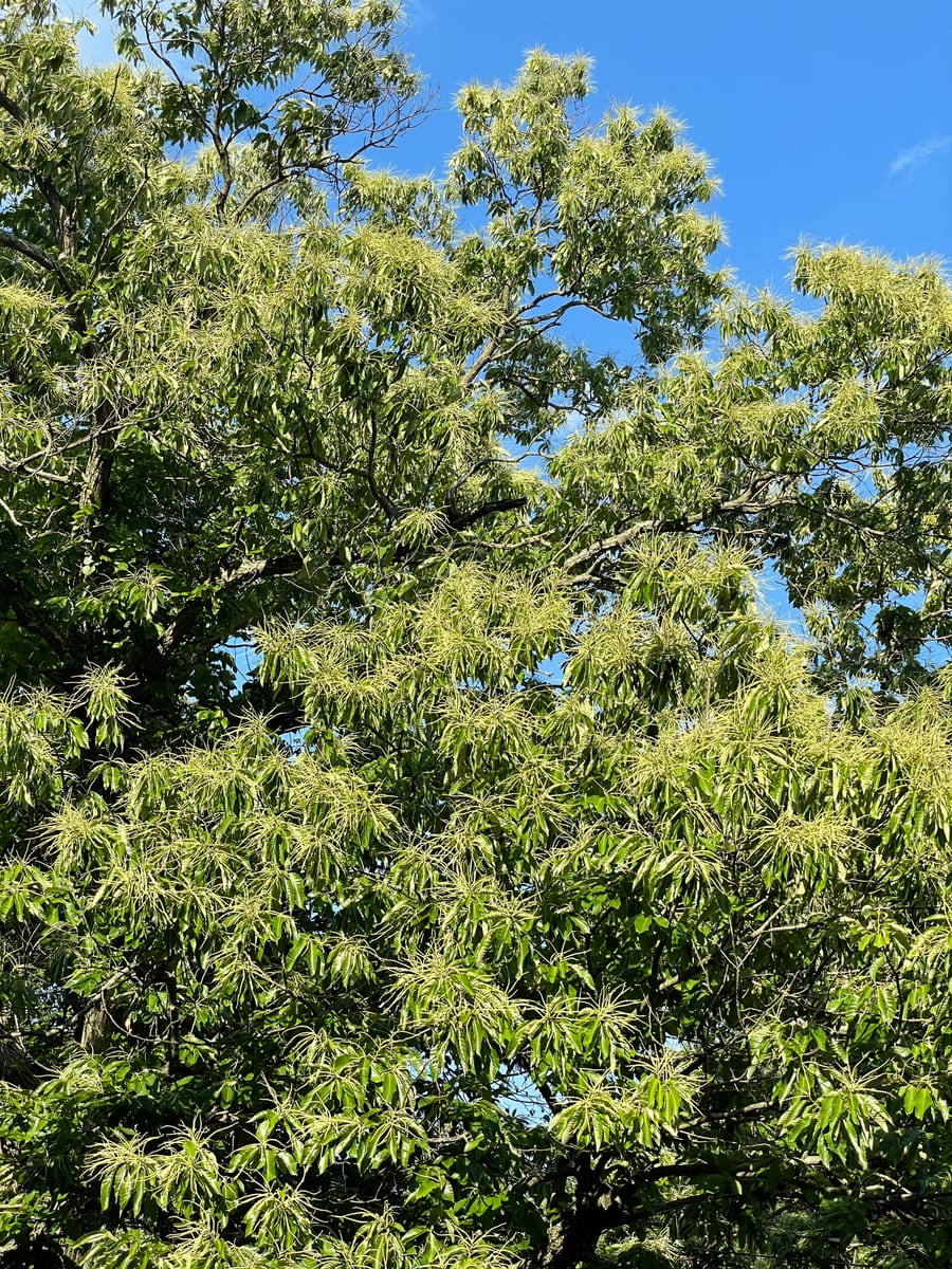 Chestnut Tree 1
