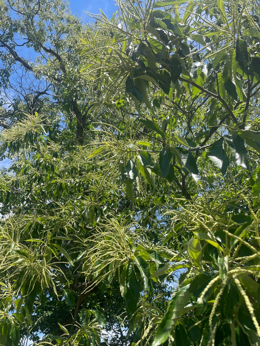 Chestnut Tree 1