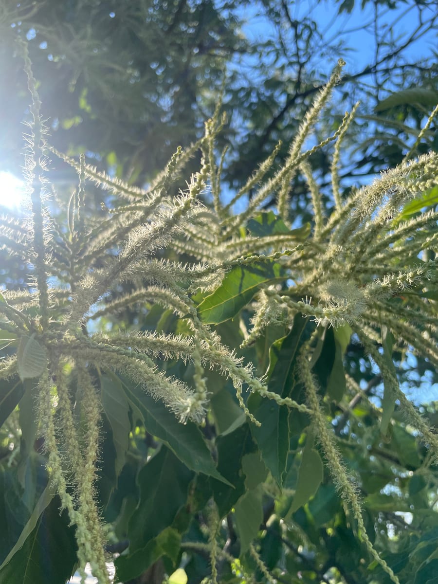 Chestnut Tree 1