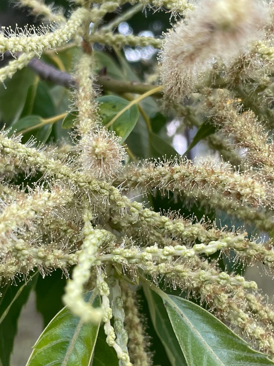 Chestnut Tree 1