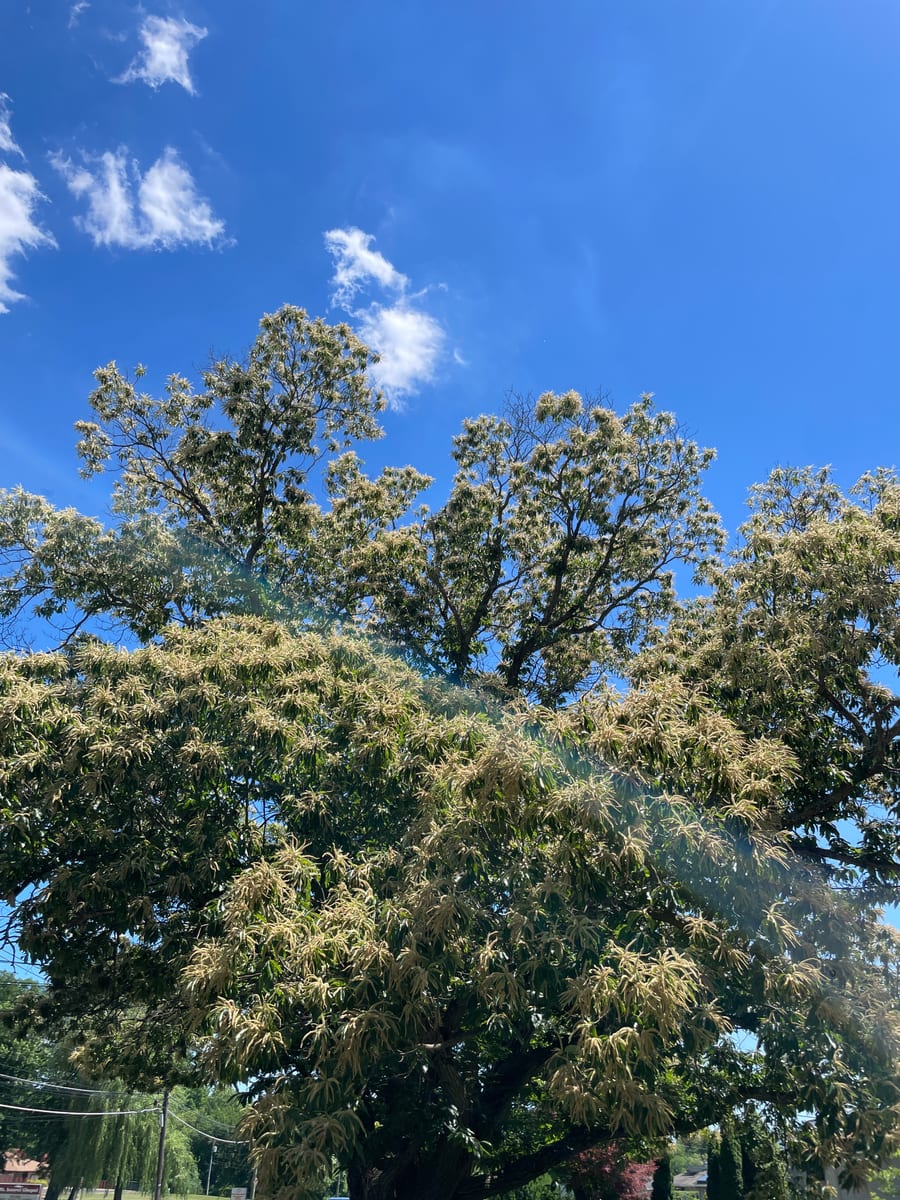 Chestnut Tree 1