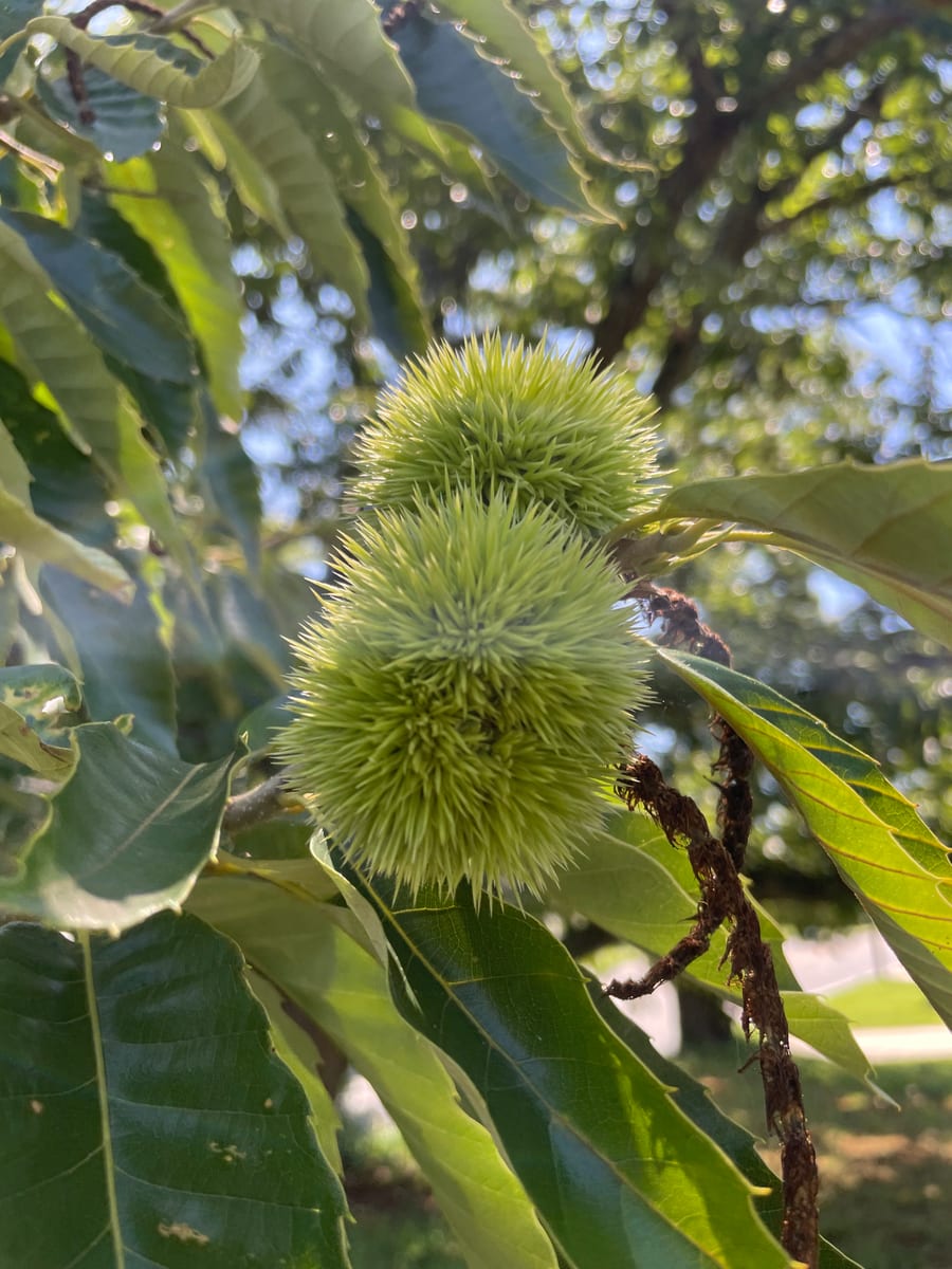 Chestnut Tree 1
