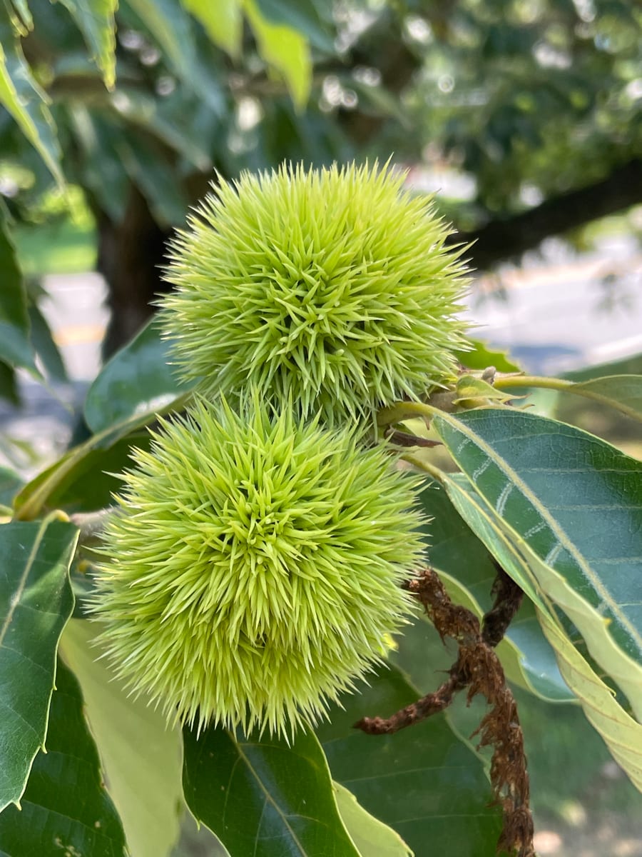 Chestnut Tree 1