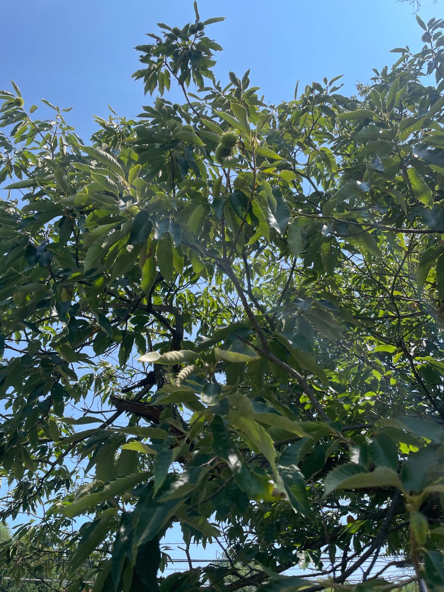 Chestnut Tree 1