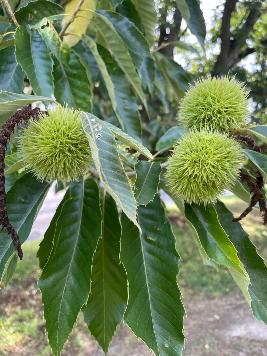 Chestnut Tree 1