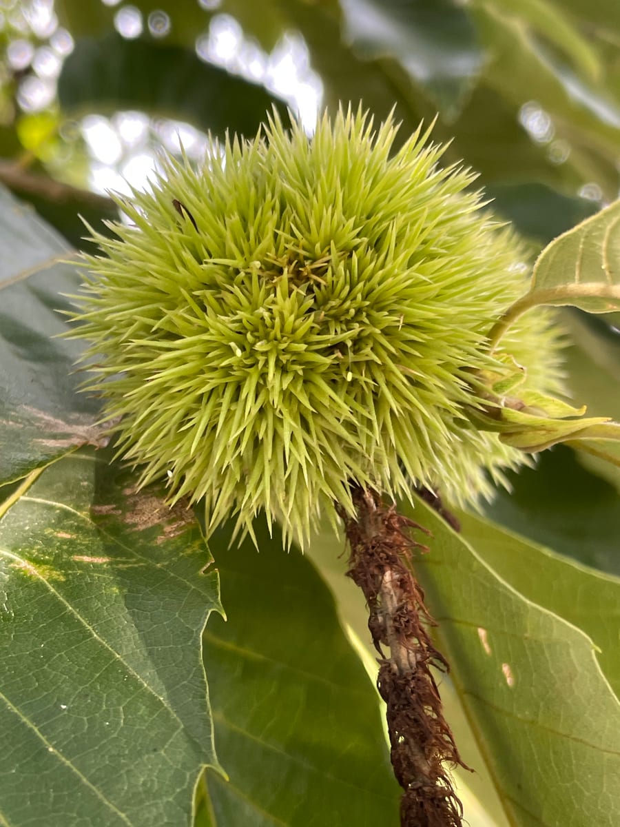 Chestnut Tree 1