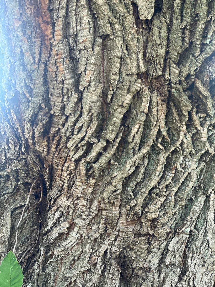 Chestnut Tree 1