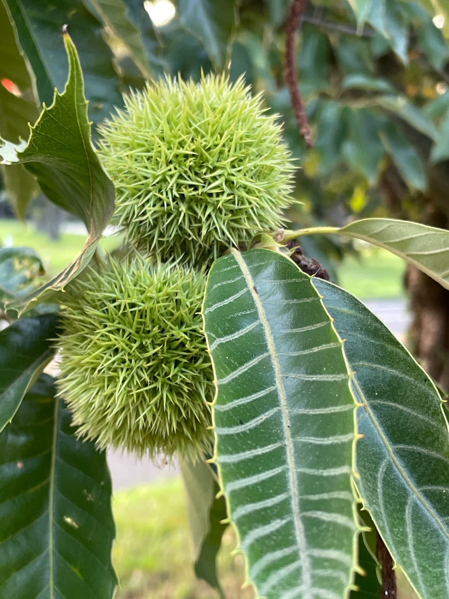Chestnut Tree 1