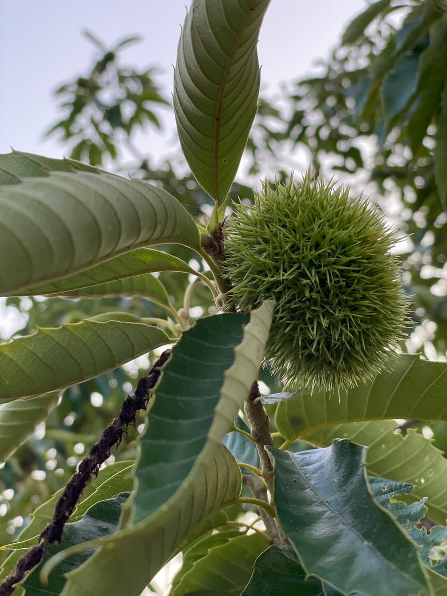 Chestnut Tree 1