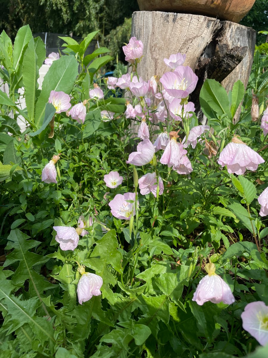 Primrose