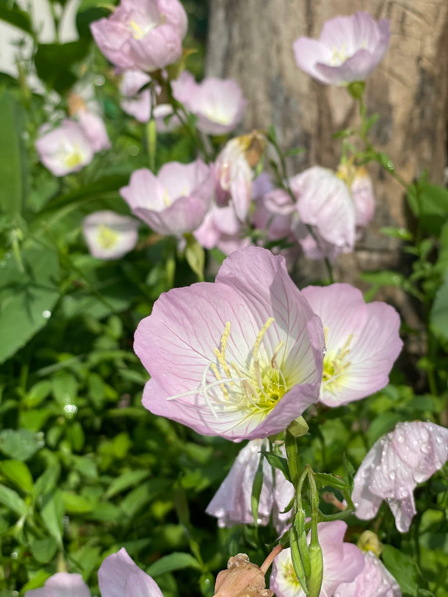 Primrose