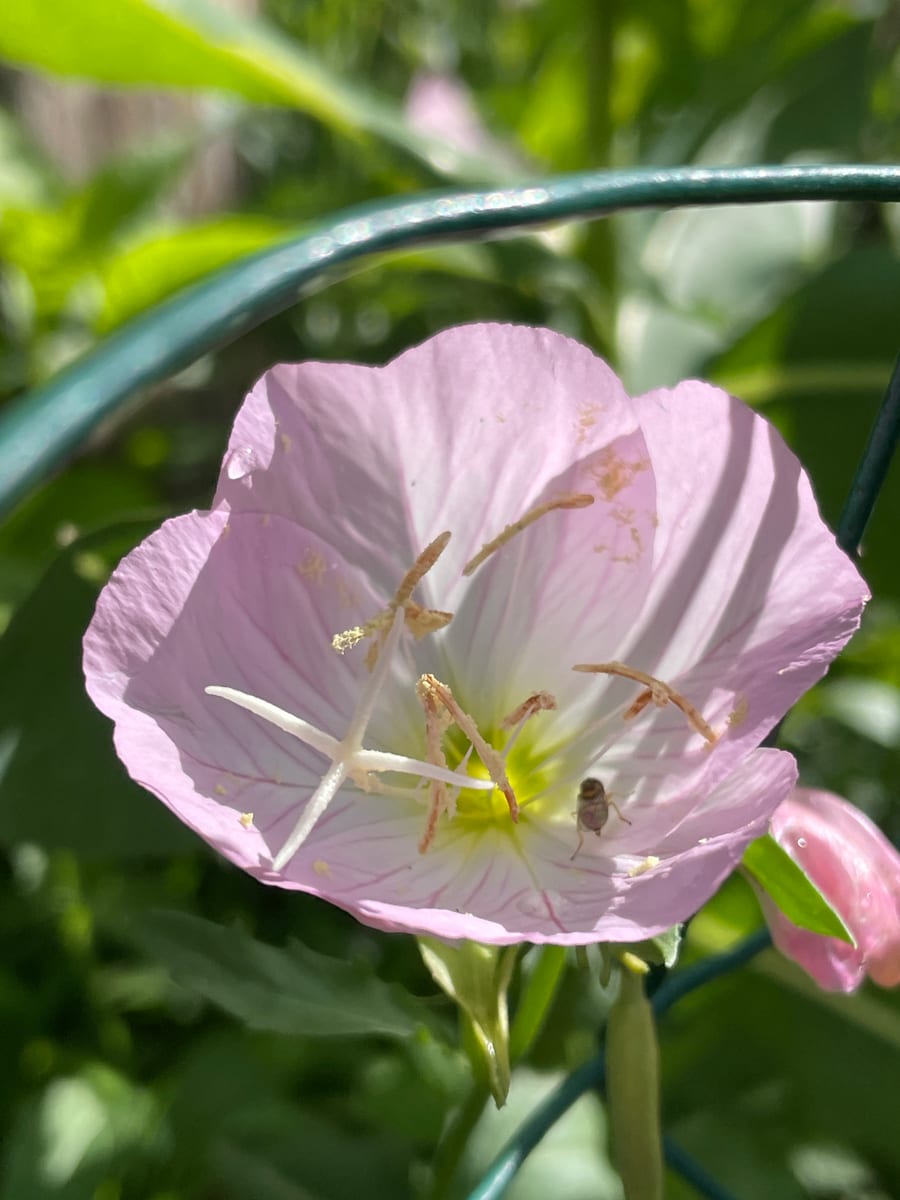 Primrose 26