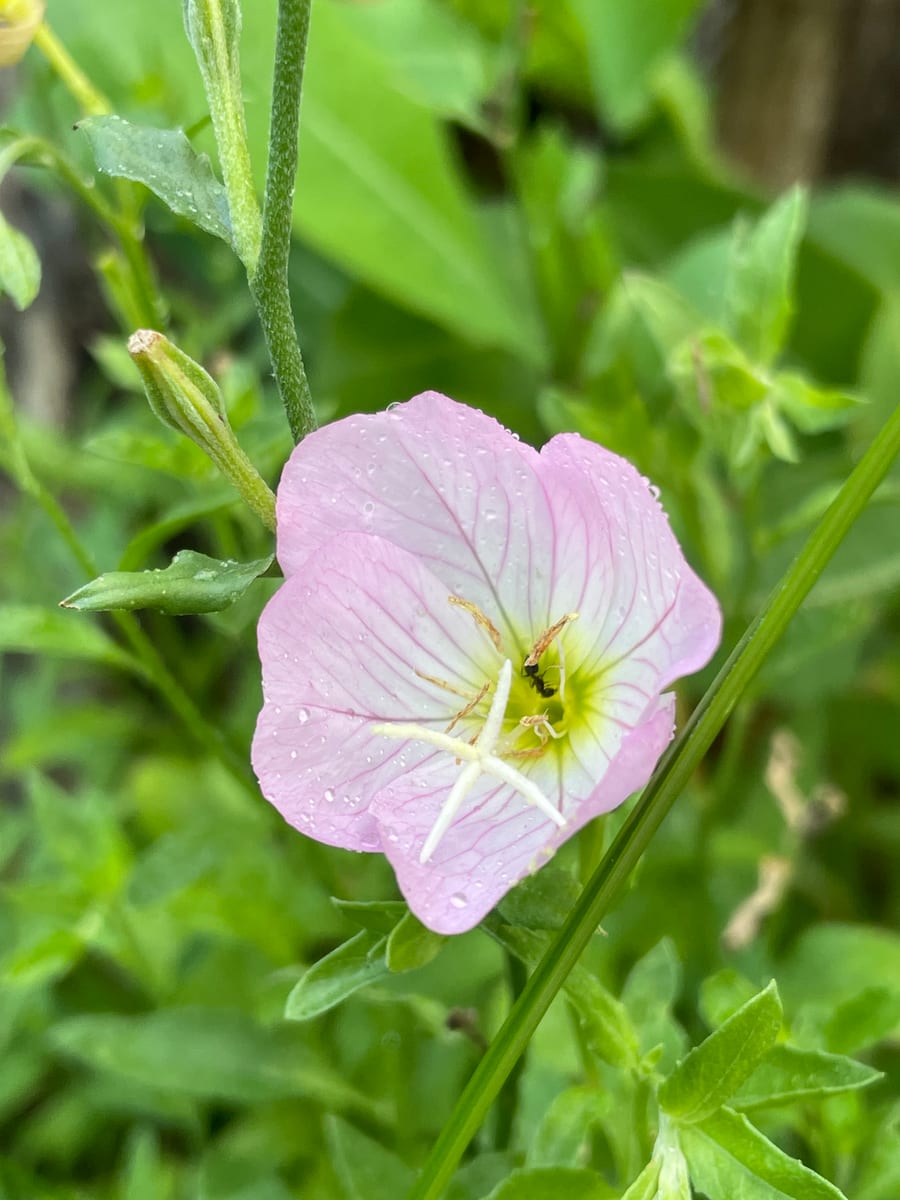 Primrose 26
