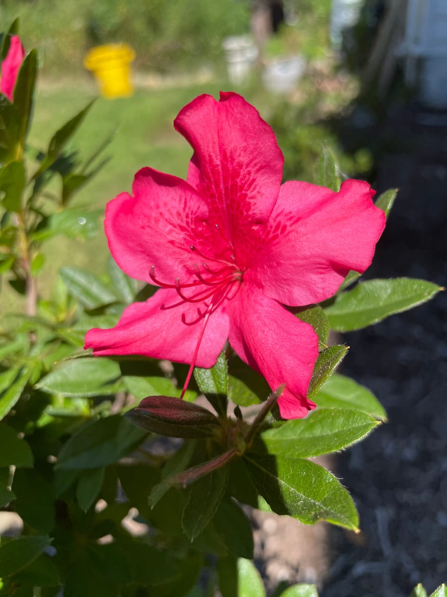 Fall Azalea