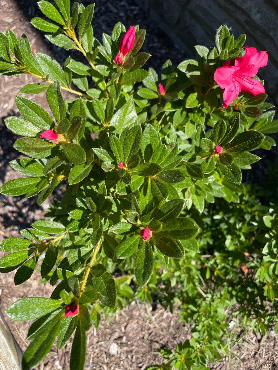 Fall Azalea