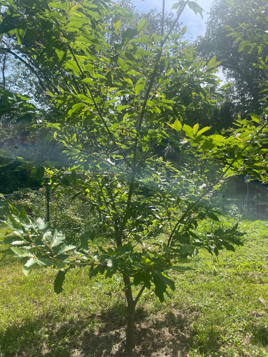 Chestnut Tree - Chesty