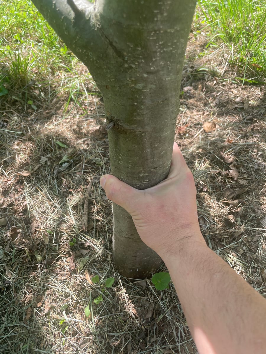 Chestnut Tree - Chesty