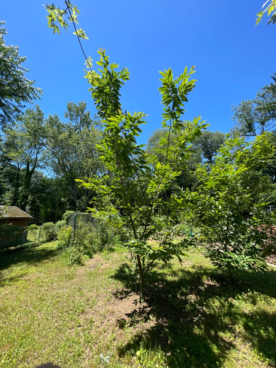 Chestnut Tree - Chesty