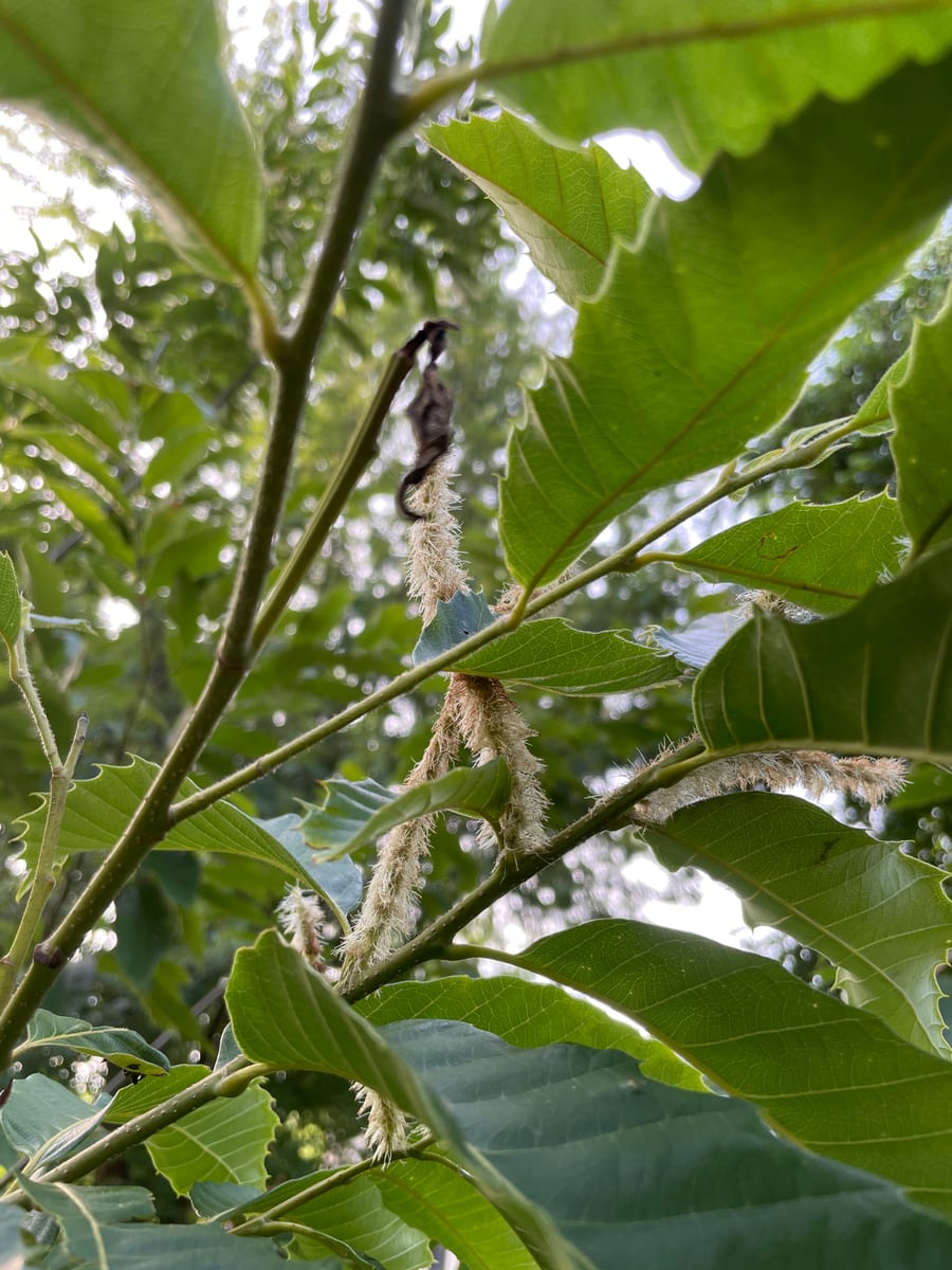 Chestnut Tree - Chesty