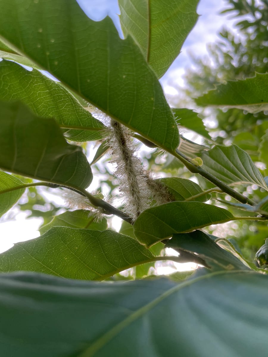 Chestnut Tree - Chesty