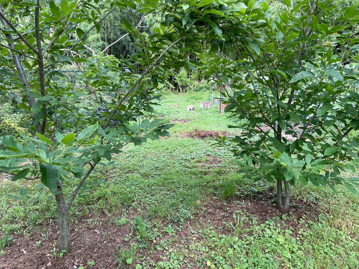 Chestnut Tree - Chesty
