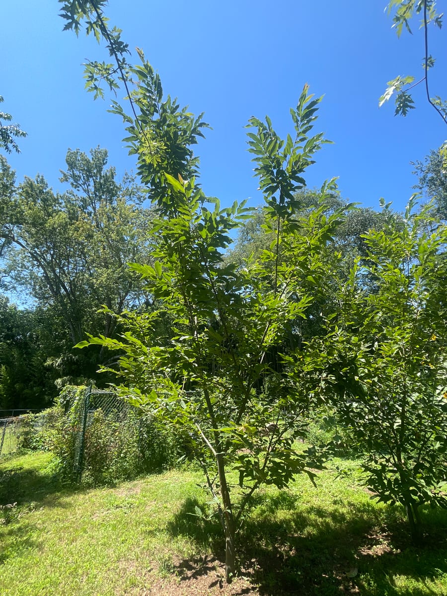 Chestnut Tree - Chesty