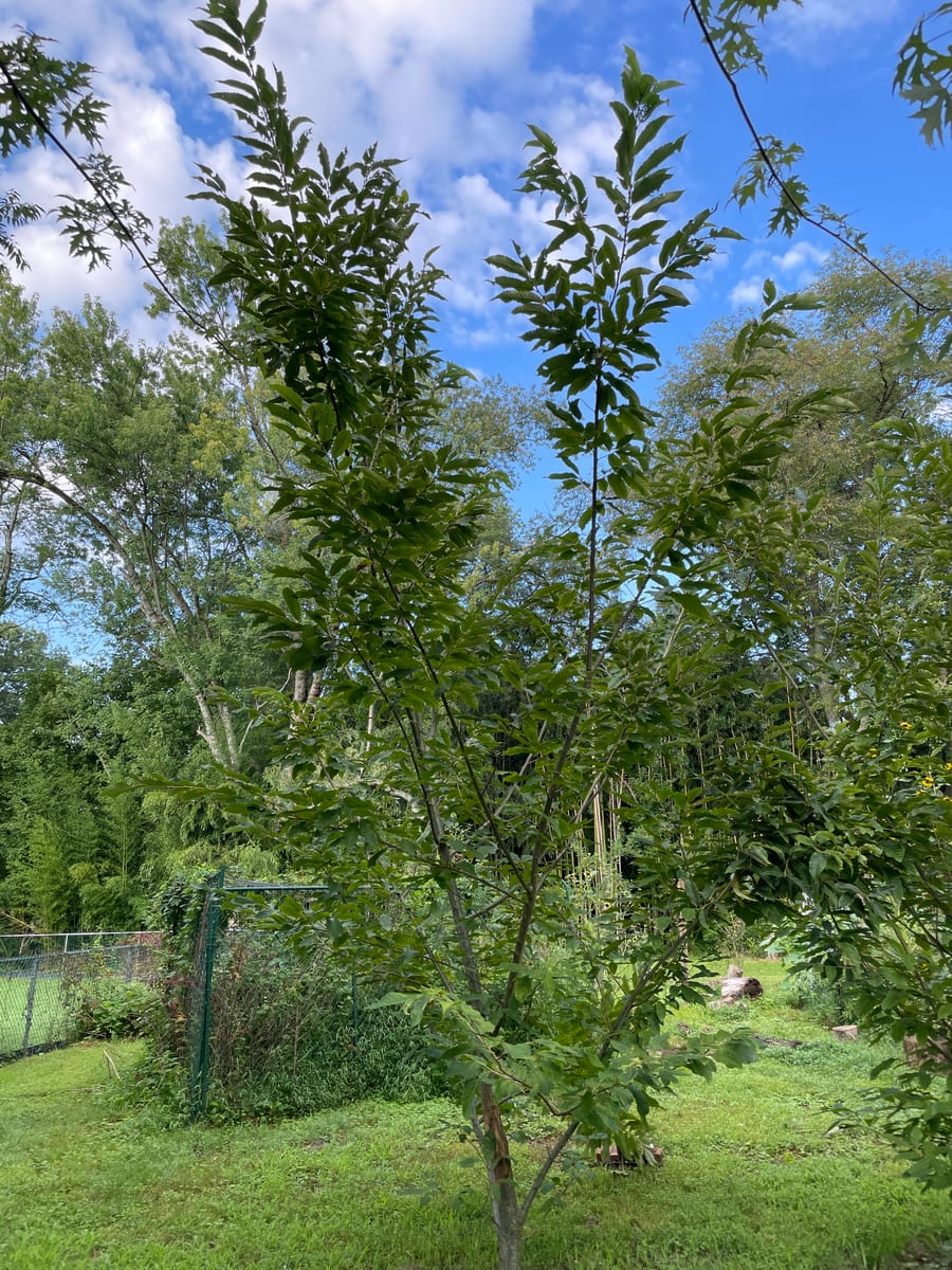 Chestnut Tree - Chesty
