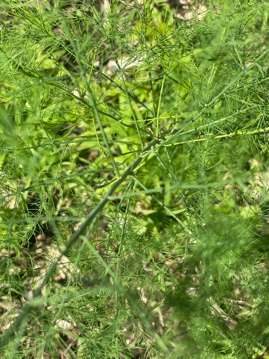 Asparagus