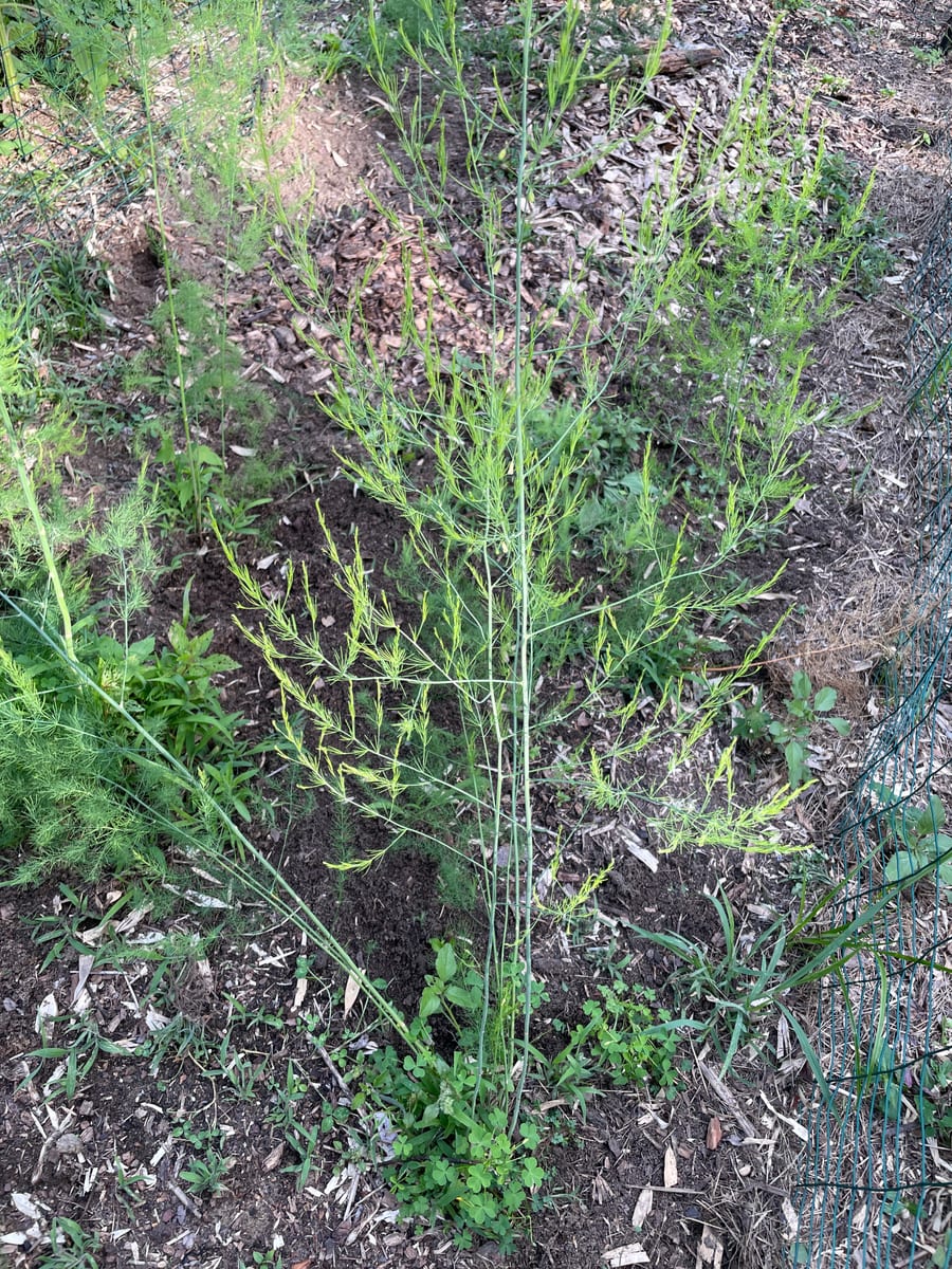 Asparagus