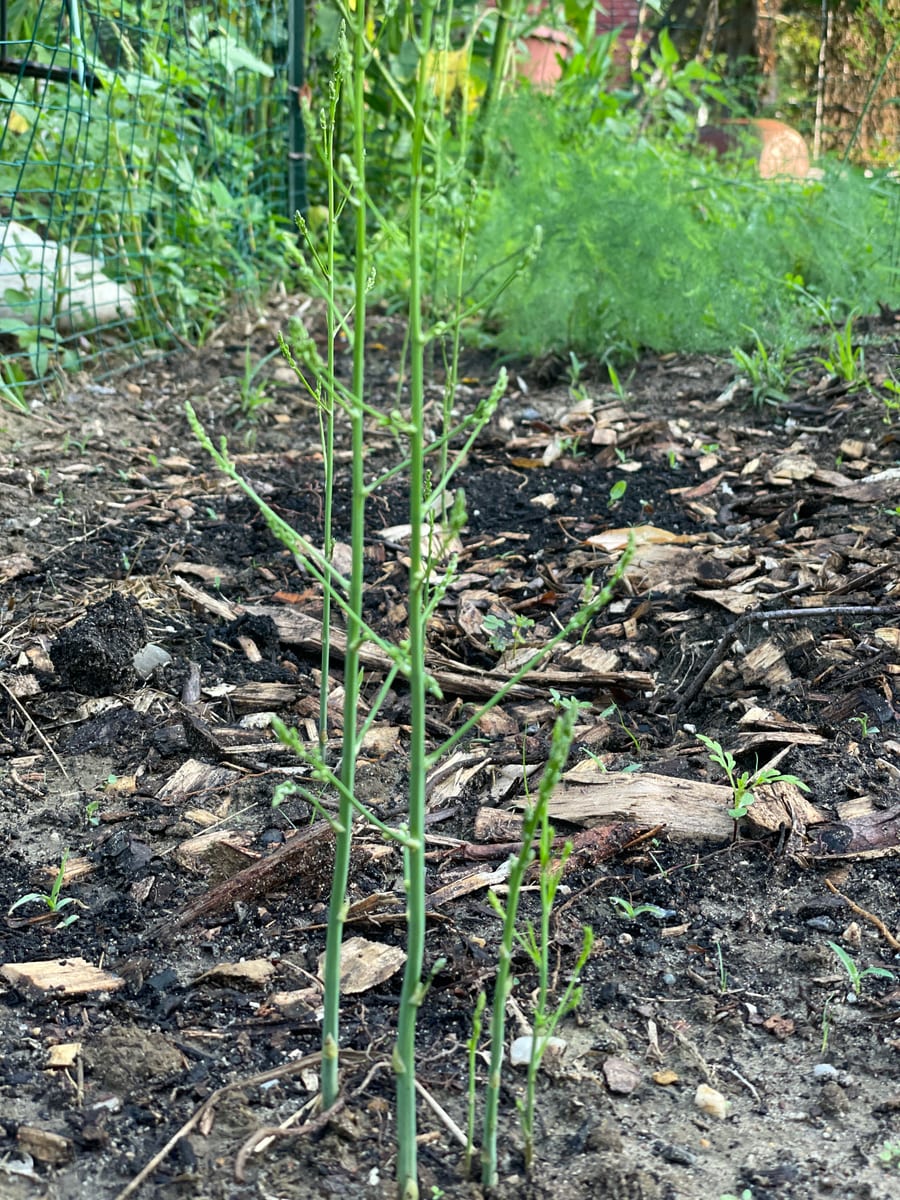 Asparagus