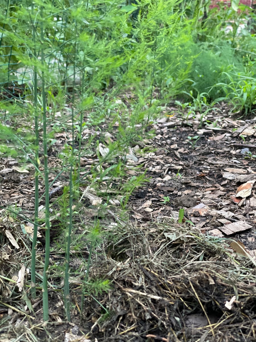 Asparagus