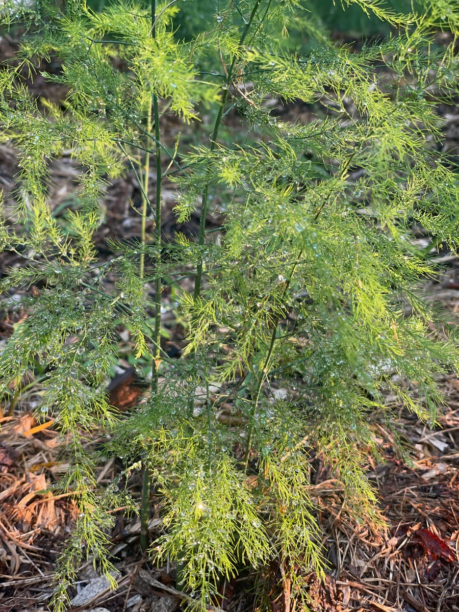 Asparagus