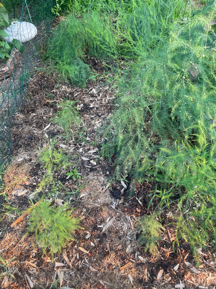 Asparagus