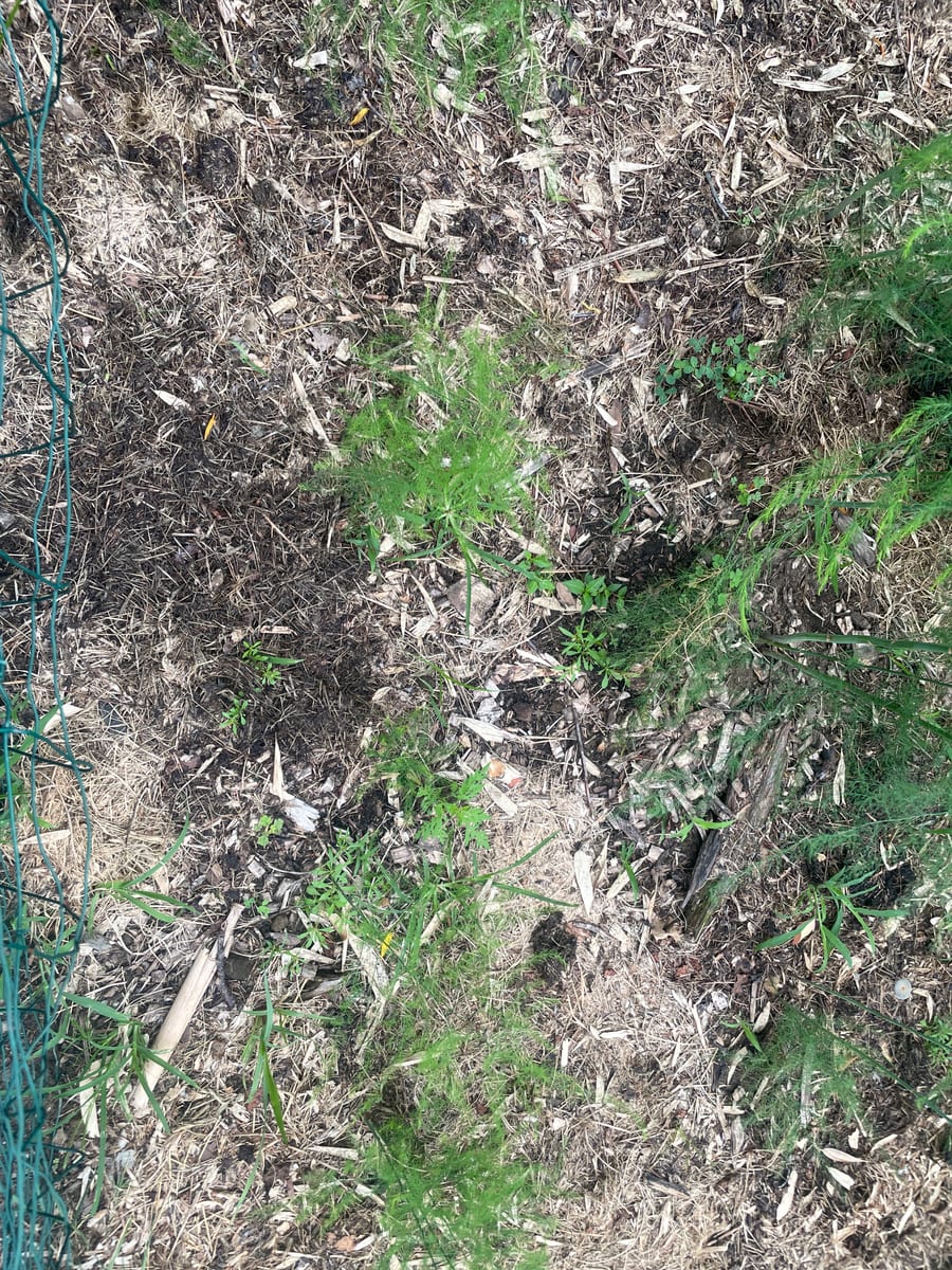 Asparagus