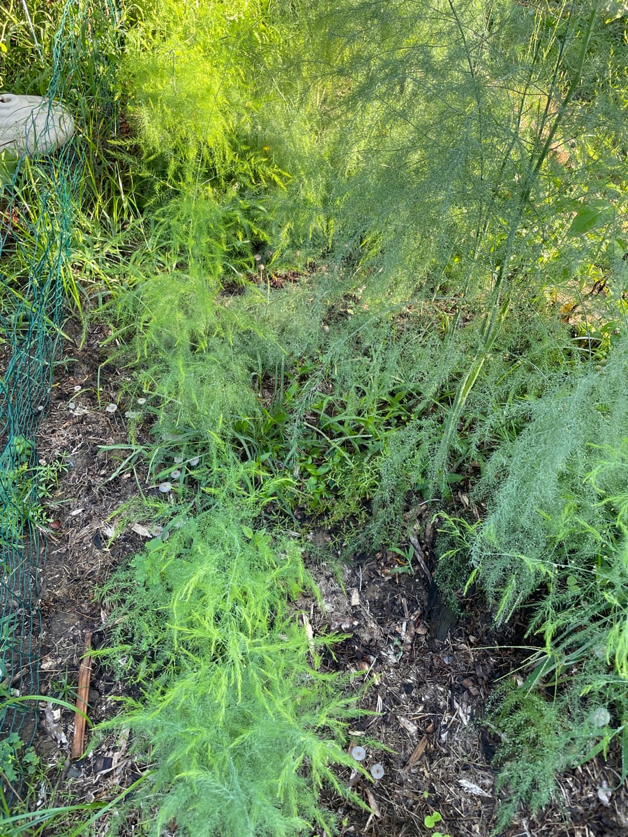Asparagus