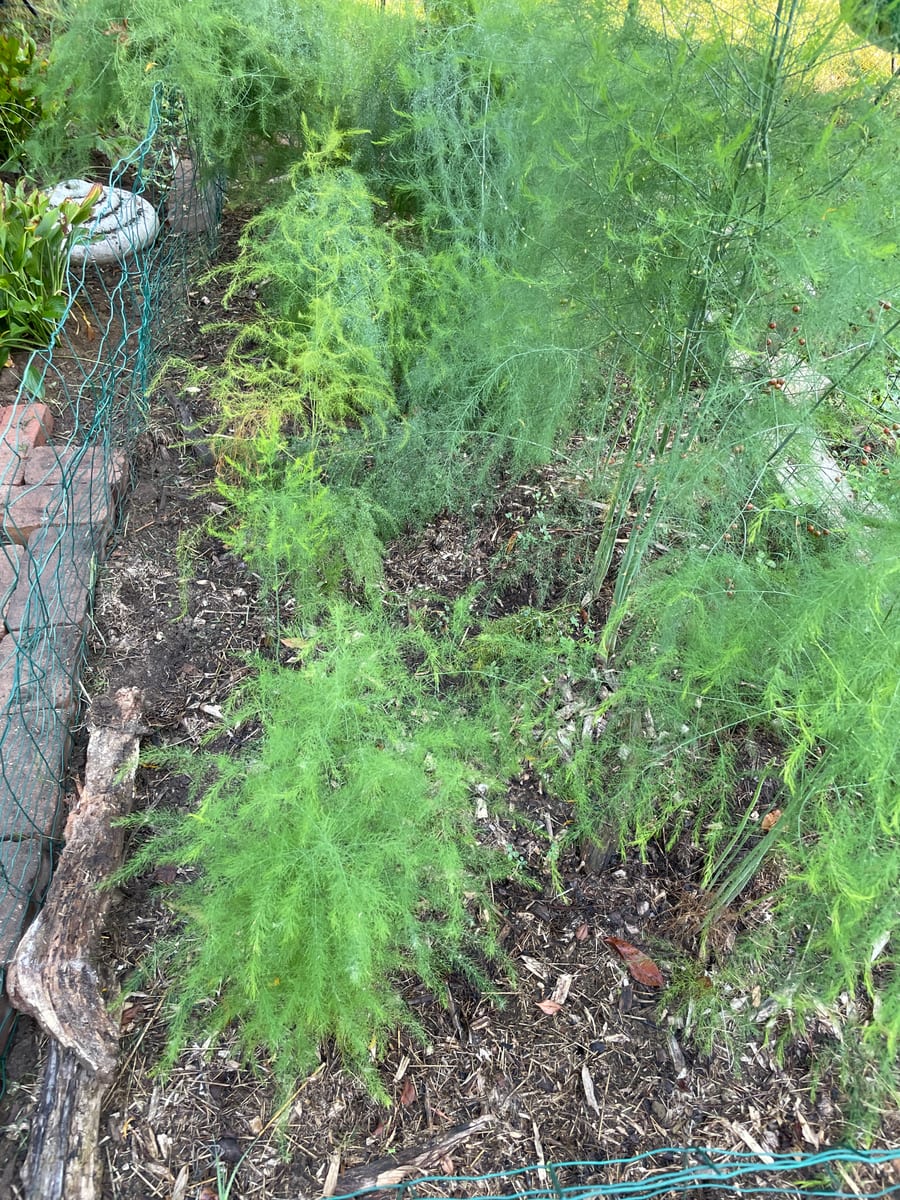 Asparagus