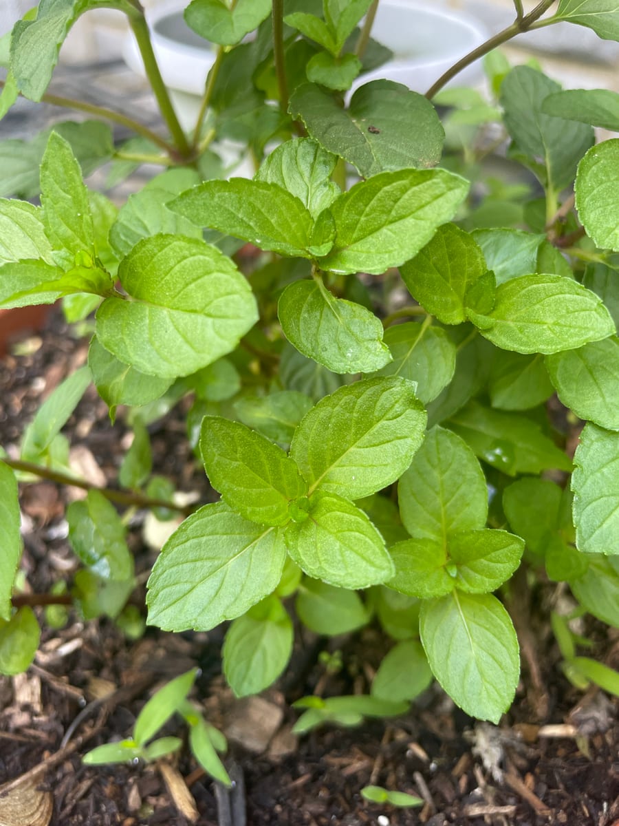 Mint - Chocolate