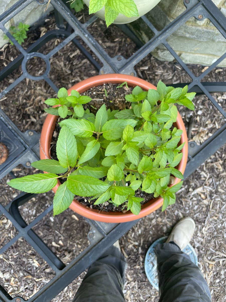 Mint - Chocolate