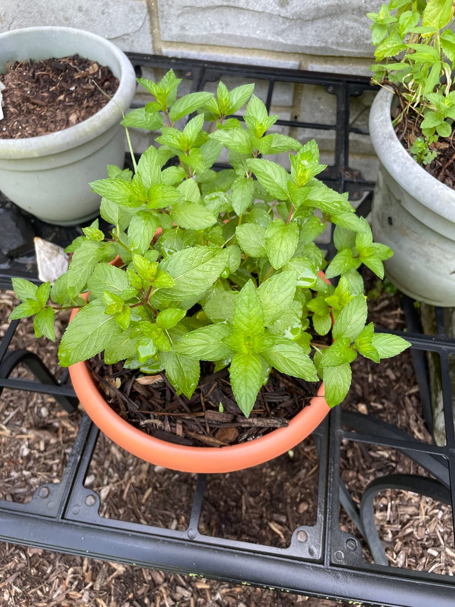 Mint - Chocolate