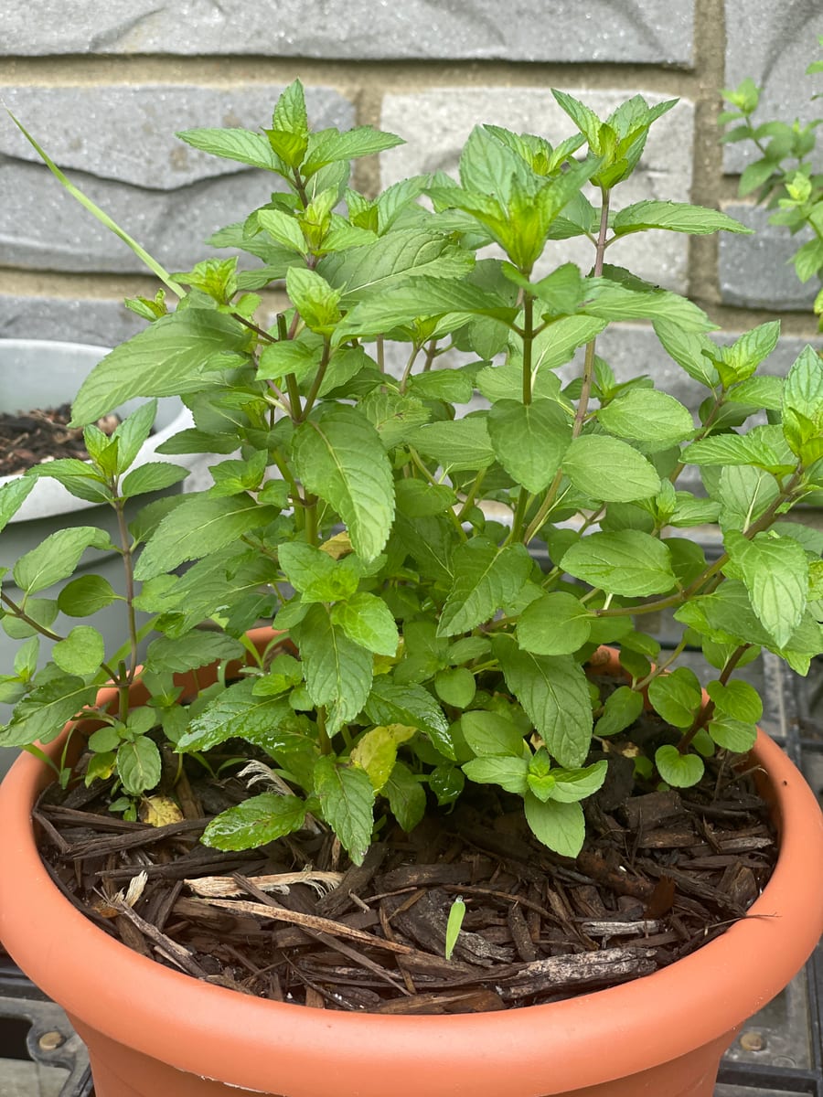 Mint - Chocolate