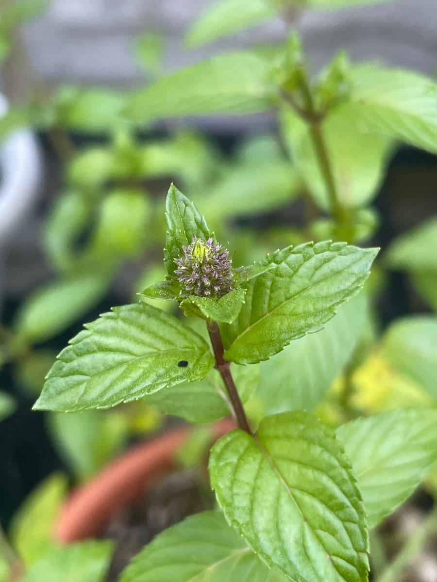 Mint - Chocolate